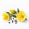 Evening Primrose