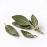 Sage