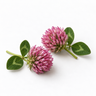 Red Clover